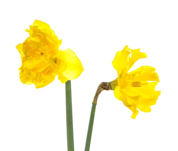 Beautiful Narcissus Flowers White Background — Stock Photo, Image
