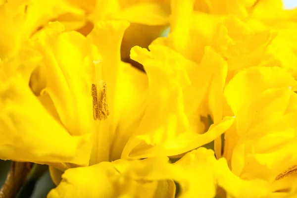 Beautiful Narcissus Flowers Background Closeup — Stock Photo, Image