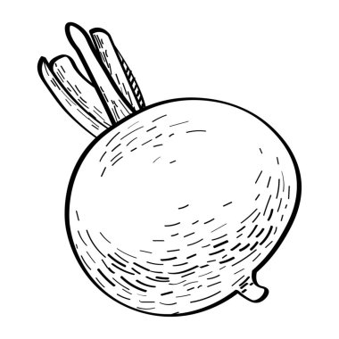 Beyaz arkaplanda tam turp