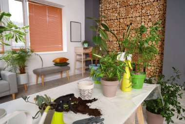 Green houseplants with gardening tools on table in living room