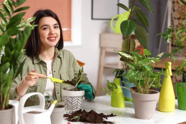 Young woman transplanting green houseplant at home
