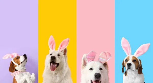 为庆祝复活节而与小白兔耳边挂上彩色背景的可爱狗合照 — 图库照片