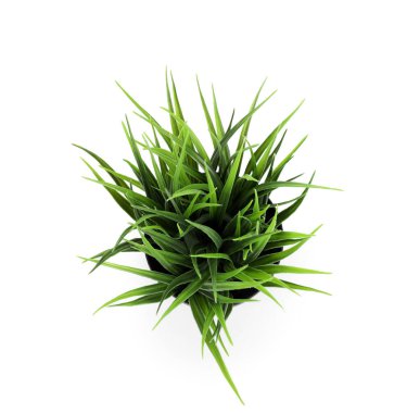 Beyaz arkaplanda yapay çim