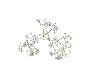 Beyaz arka planda Gypsophila çiçekler