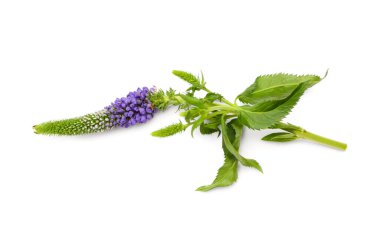 beyaz arkaplanda mor çiçek