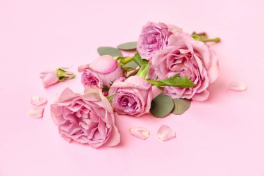 Pembe arka planda okaliptüs dalları olan güzel güller.