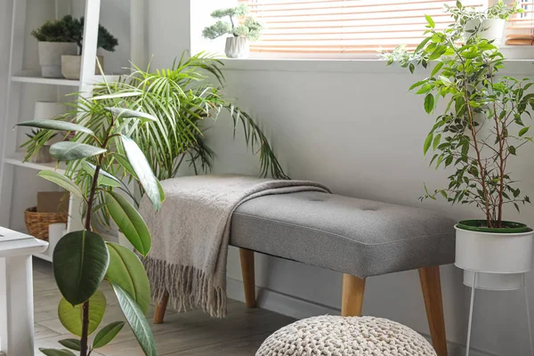 轻便客厅中柔软的长椅和绿色的室内植物 — 图库照片