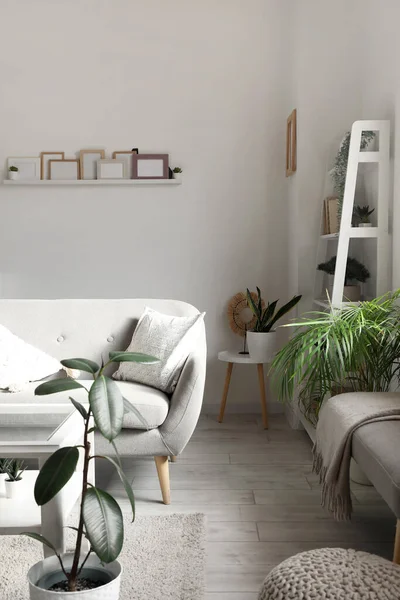 Interior Ruang Tamu Dengan Sofa Dan Tanaman Rumah Tangga Hijau — Stok Foto
