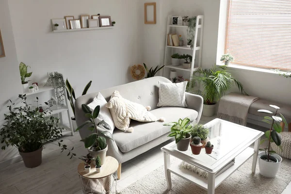 有沙发 桌子和绿色家居植物的客厅的内部 — 图库照片