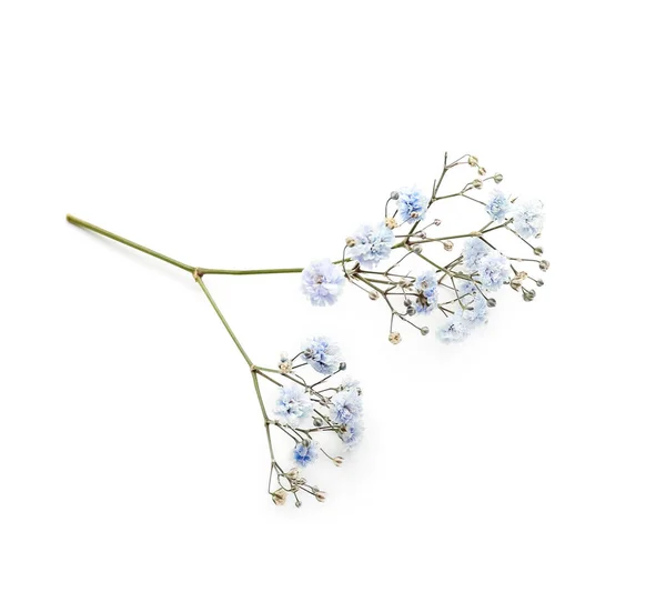 Gypsophila Flowers White Background — Stock Photo, Image