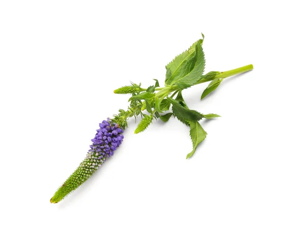 Purple Flower White Background — Stock Photo, Image