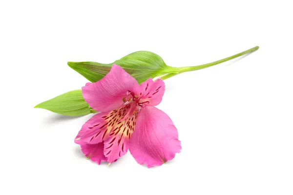 白地にピンクのアルストロメリアの花 — ストック写真