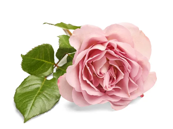 Rosa Rosa Fundo Branco — Fotografia de Stock