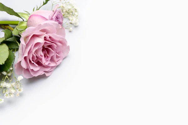 Рожеві Троянди Квітами Гіпсофіли Білому Тлі Крупним Планом — стокове фото