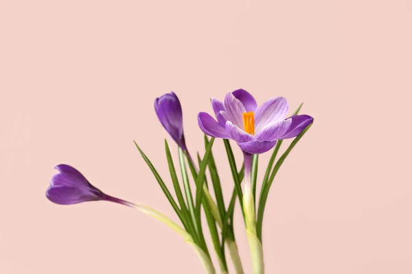 Krásné Krokus Květiny Béžové Pozadí Detailní Záběr — Stock fotografie