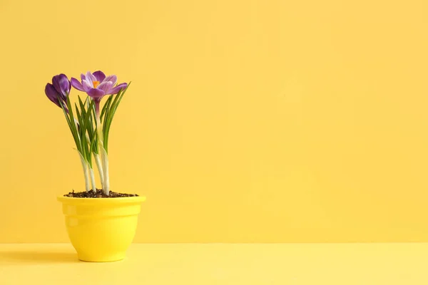 Pot Avec Belles Fleurs Crocus Sur Table Près Mur Jaune — Photo