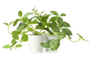 Beyaz arkaplanda suni bitki