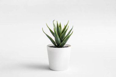 Işık arkaplanındaki yapay aloe