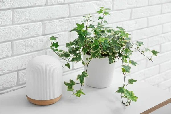 Grüne Zimmerpflanze Und Lampe Auf Dem Tisch Neben Weißer Ziegelwand — Stockfoto