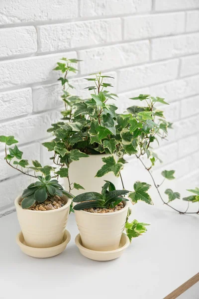 Green Houseplants Table White Brick Wall — Stock Photo, Image