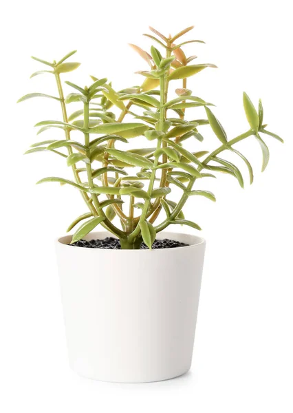 Beyaz Arkaplanda Suni Bitki — Stok fotoğraf