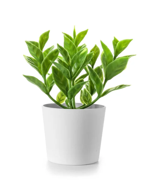 Искусственное Растение Белом Фоне — стоковое фото