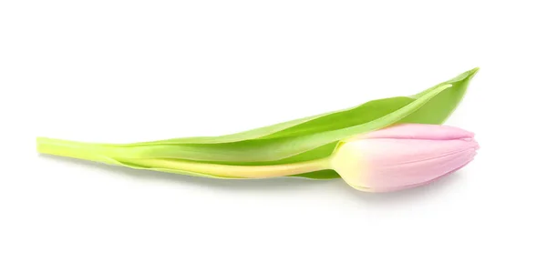 Pink Tulip White Background — Stock Photo, Image