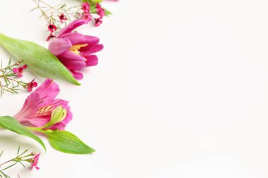 Beyaz arka planda güzel pembe çiçekler