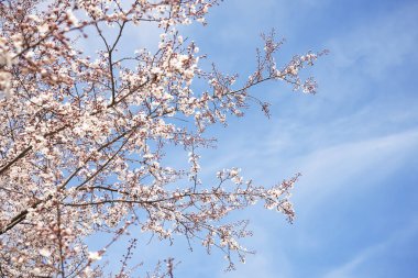 Bahar günü çiçek açan güzel ağaç, yakın plan.