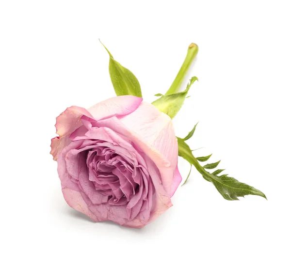 Pink Rose White Background — Stock Photo, Image