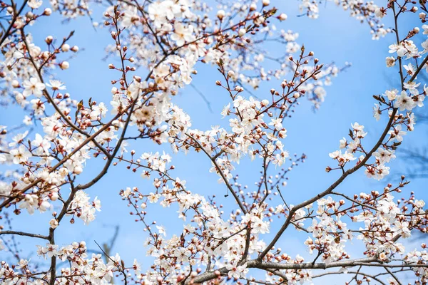 Krásný Kvetoucí Strom Jaře Detailní Záběr — Stock fotografie