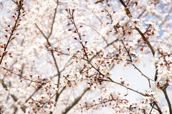 Beautiful Blossoming Tree Spring Day Closeup — Stock Photo, Image