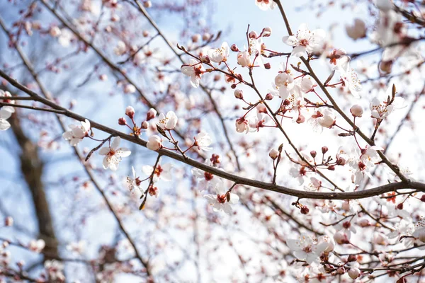 Beautiful Blossoming Branches Outdoors Closeup — Stock Photo, Image