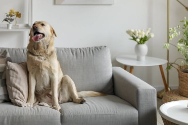 Evdeki gri koltukta oturan şirin Labrador köpeği.