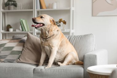 Evdeki kanepede oturan şirin Labrador köpeği.