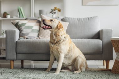 Evdeki halının üzerinde oturan şirin Labrador köpeği.