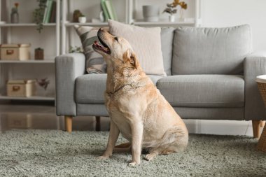 Evdeki halının üzerinde oturan şirin Labrador köpeği.