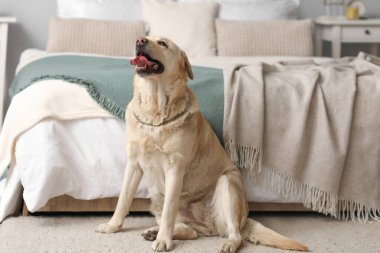 Yatak odasındaki halının üzerinde oturan şirin Labrador köpeği.