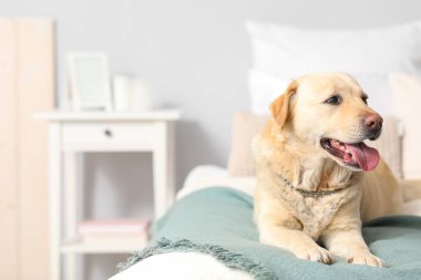 Yatak odasında yatan şirin Labrador köpeği.