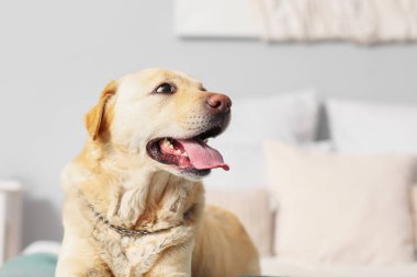 Yatak odasında yatan şirin Labrador köpeği.