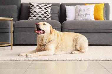 Evdeki halının üzerinde yatan şirin Labrador köpeği.