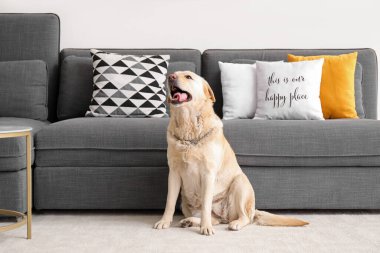 Evdeki halının üzerinde oturan şirin Labrador köpeği.