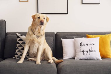 Evdeki kanepede oturan şirin Labrador köpeği.