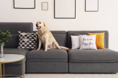 Evdeki kanepede oturan şirin Labrador köpeği.