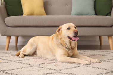 Cute Labrador dog lying on carpet at home clipart