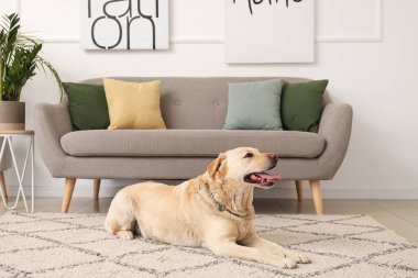 Evdeki halının üzerinde yatan şirin Labrador köpeği.