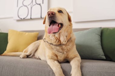 Şirin Labrador köpeği evdeki kanepede yatıyor.