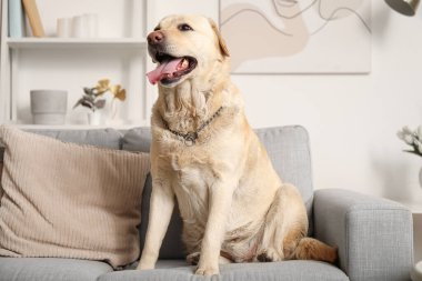 Evdeki kanepede oturan şirin Labrador köpeği.