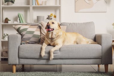 Şirin Labrador köpeği evdeki kanepede yatıyor.