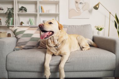 Şirin Labrador köpeği evdeki kanepede yatıyor.